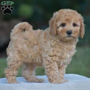 Venus, Cavapoo Puppy